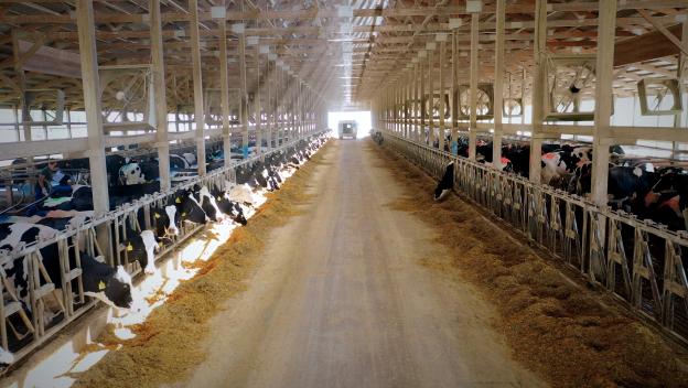 Dairy Farm Image