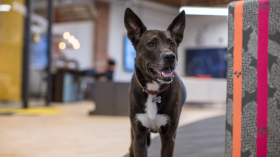 Dog standing in a room